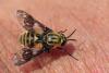 Chrysops relictus